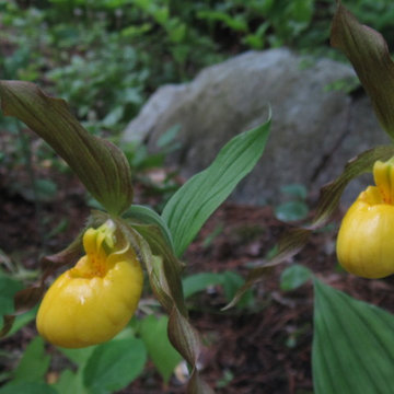 Native yellow lady's slipper