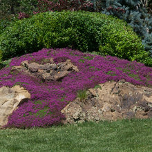 Front Landscape