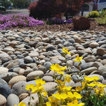DESIGN TO COMPLIMENT MAPLE TREES