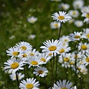 Sandra Tessier's photo
