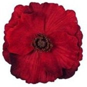 Patricia Sumter's photo