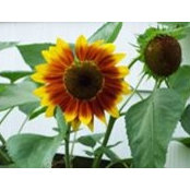 Susan Bourdeau's photo