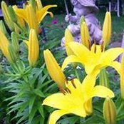 Foto von Lynn Lipinski Green