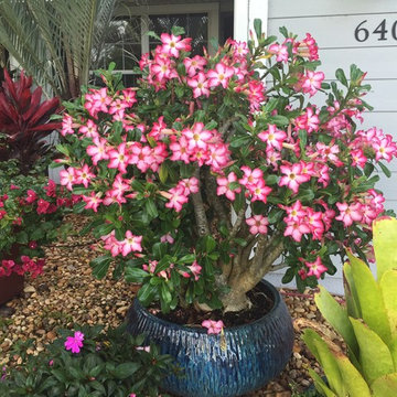 Tropical Accent Plants