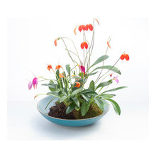 Plants