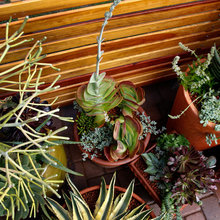 Plants