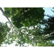 Jennifer Shum Abelev's photo