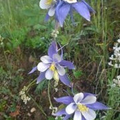 Anne Courcier's photo