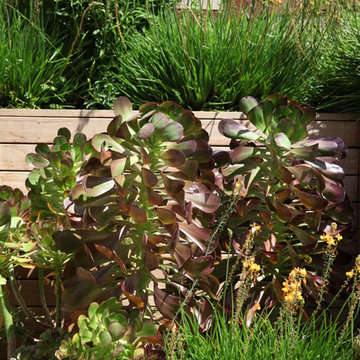City View Garden - Bernal Heights