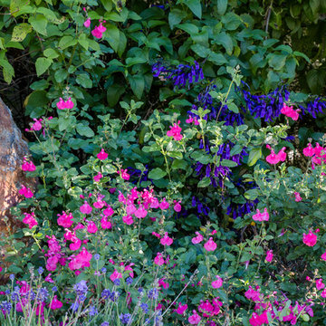 Berkeley Rock Garden