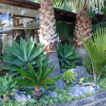 Coastal Palm Garden