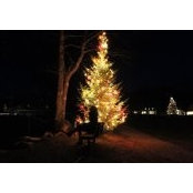 Tristy Chau's photo