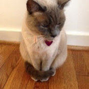 Barbara Breitenstein's photo