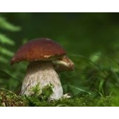 Foto von Red Mashroom