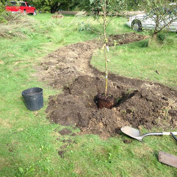 Fruit Trees
