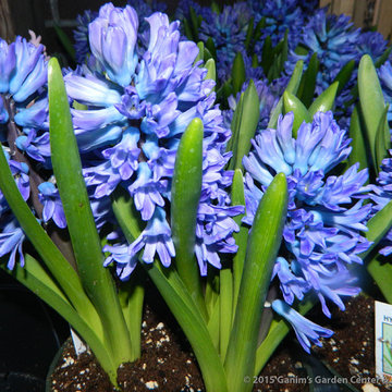 Bulbs