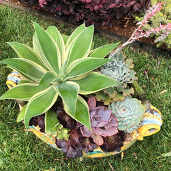 SUCCULENTS - POTS & WALLS - Products