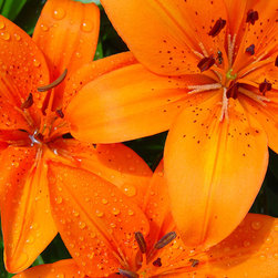 Lilies - Home Decor