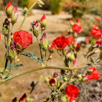 Southwest Design with Desert Native Plants