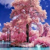 Evelyn Carrillo's photo