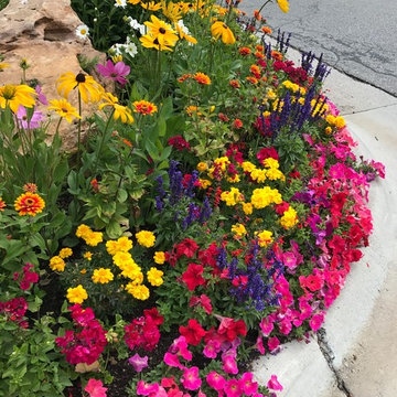 Annuals in the Garden