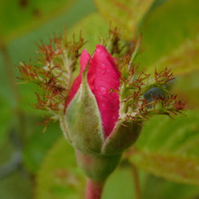 Mystery Roses