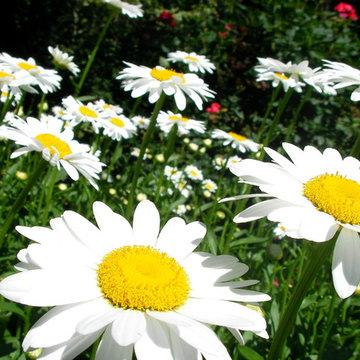 Flanders garden