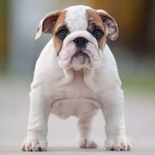 Andres Rojas's photo