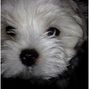 Danielle Dupuis's photo