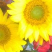 Leslie Pfalzer's photo