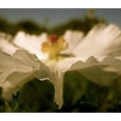 Emily Morlandt's photo