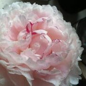 Bari Eisenhauer's photo
