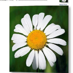Michigan Wild Flowers - Artwork