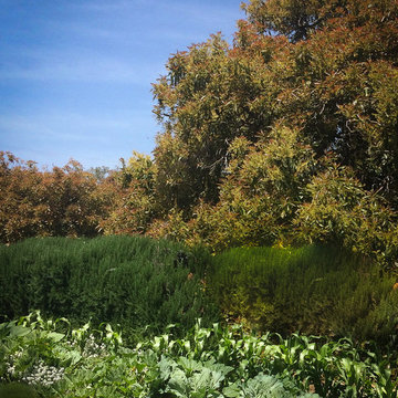Edible Landscapes