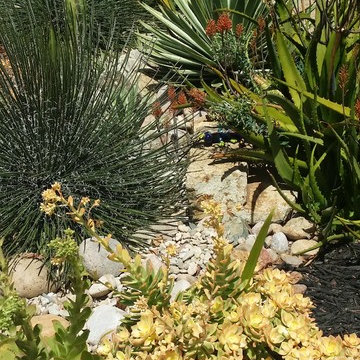 Rancho San Diego Mediterranean Garden