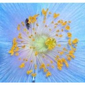 Carol Schlitte's photo