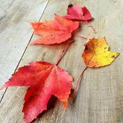 Foto von Delphine Dujournal