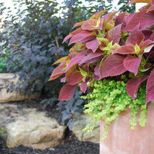 Plants And Shrubs