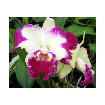 Orchids - by Design