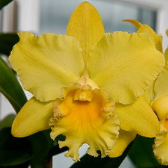 Blc. Erin Kobayashi 'Lahaina Gold' | Houzz Forum