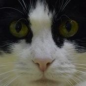 Mihai Cristea's photo