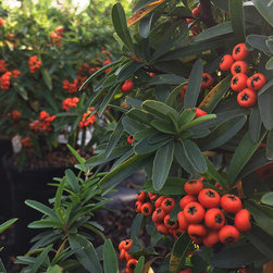 Current Featured Plants - Products
