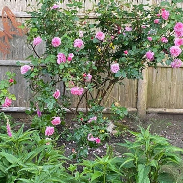 Garden Design