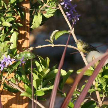 Solana Beach Sustainable Landscape and Bird Sanctuary