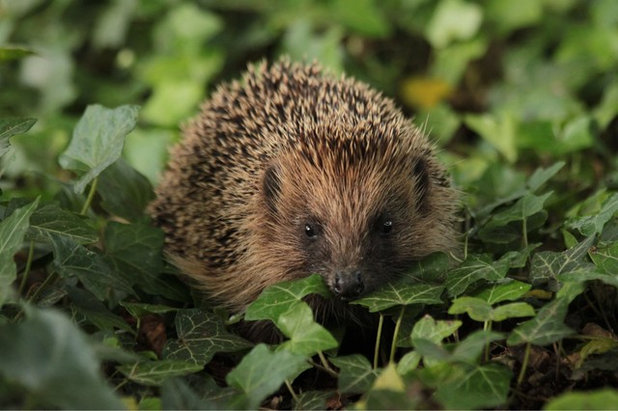 How to Make a Hedgehog-friendly Garden