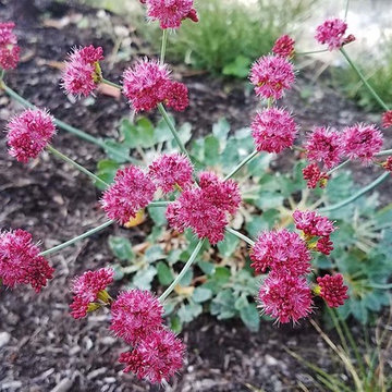 2018 Native Plant Garden Tour