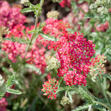 Red Yarrow Blooms
