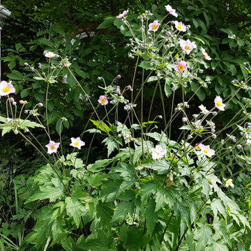 Shade in the Summer Garden in Ottawa (garden in the Glebe)