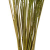 Vickerman H2CGR150 36 Green Congo Grass, 8 oz Bundle, Dried