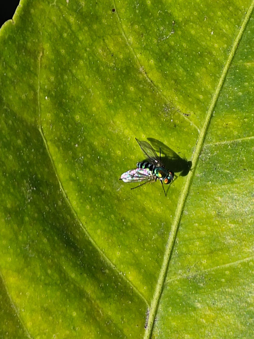 What is eating my citrus tree leaves?